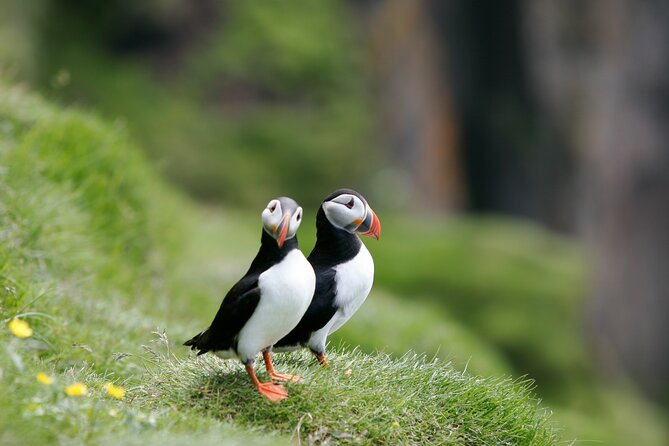 Puffin Watching and Gufufoss Waterfall Tour from Seydisfjordur - Key points to know before you go