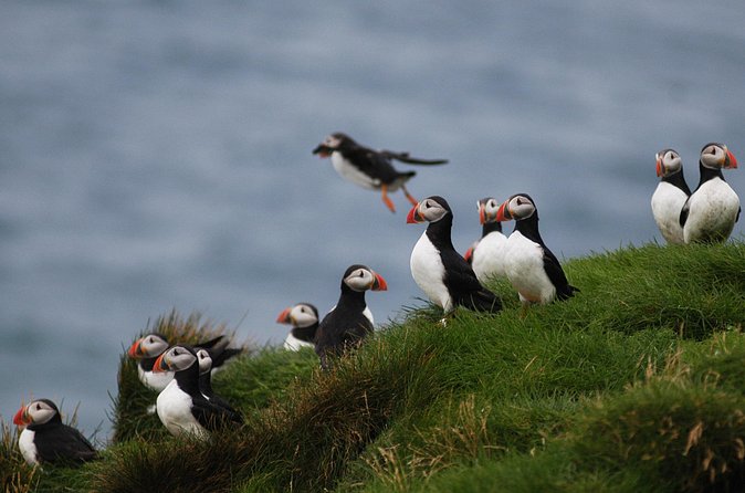 Puffin Watching and Gufufoss Waterfall Tour from Seydisfjordur - Is $214 a fair price?