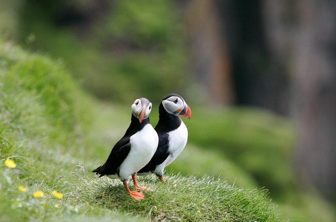 Puffin Watching and Gufufoss Waterfall Tour from Seydisfjordur - Who should book this East Iceland excursion?