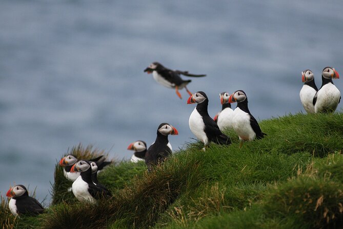 Puffin Watching and Gufufoss Waterfall Tour from Seydisfjordur - Should you book it?