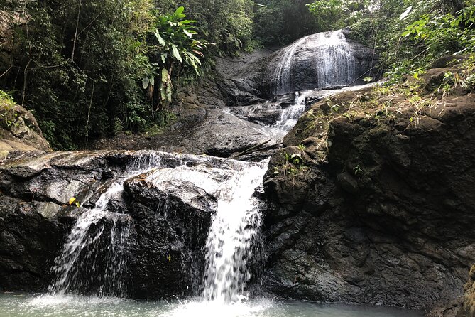 Rainforest Hike and Waterfall Safari - The short forest hike to Venus Estate Waterfall