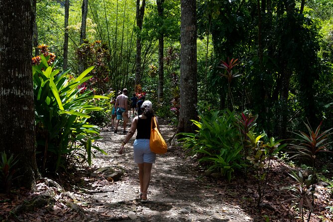 Rainforest Hike and Waterfall Safari - Guides can shape the whole morning