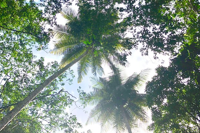 Rainforest Hike and Waterfall Safari - Who will enjoy this tour most?