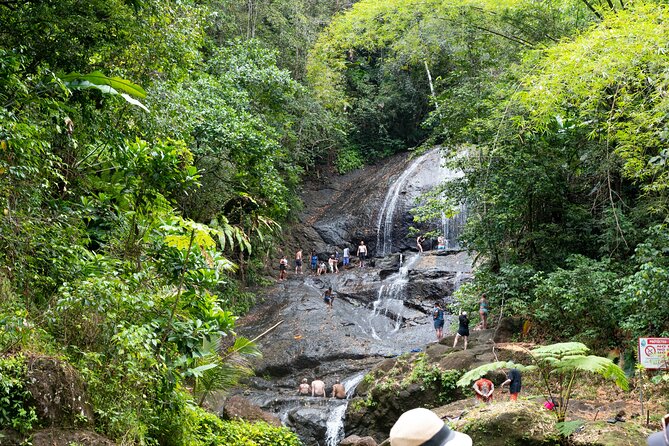 Rainforest Hike and Waterfall Safari - Fruit plantations, plants, and roadside stops