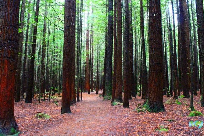 Redwood Forest , Blue Springs & Huka Falls Day Tour from Auckland - Blue Spring: the quiet first stop