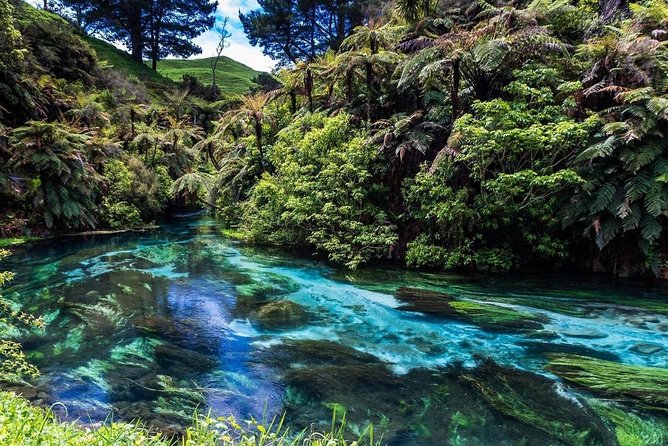 Redwood Forest , Blue Springs & Huka Falls Day Tour from Auckland - The 7:00 am departure from Auckland