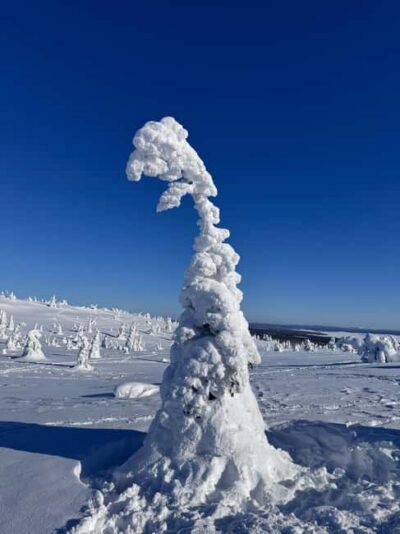 Riisitunturi & Frozen Waterfall Full Day Tour with Photos