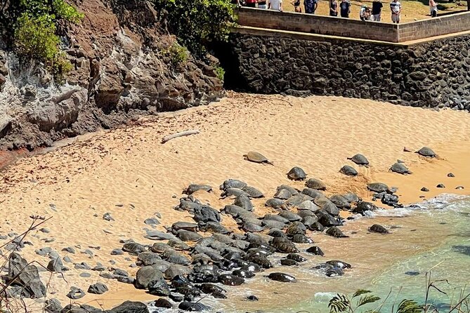 Road To Hana Black Sand Beach Waterfalls & Turtles Tour - Ho’okipa Beach Park and the turtle question