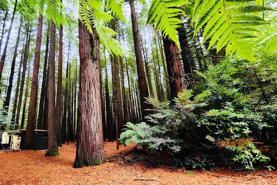 Rotorua & Taupo DayTour Waiotapu & Huka Falls from Auckland - Rotorua adds culture, forests, and geothermal character