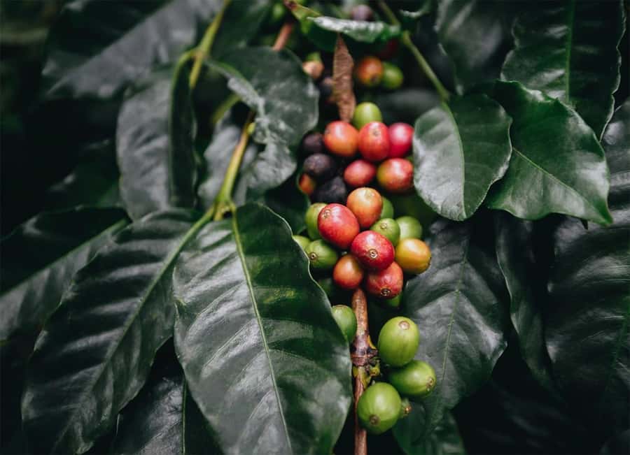 Santa Marta: Minca Coffee, Cocoa, & Waterfall Full-Day Trip - Key points to know before booking
