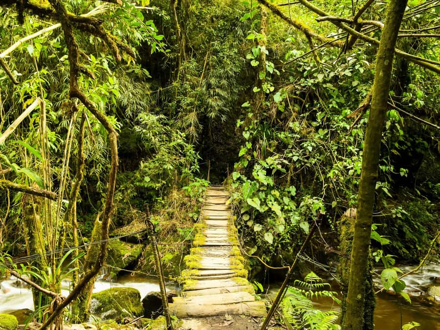 Santa Rita Waterfall and Salento Private Tour - Santa Rita Waterfall and the Forest Around It