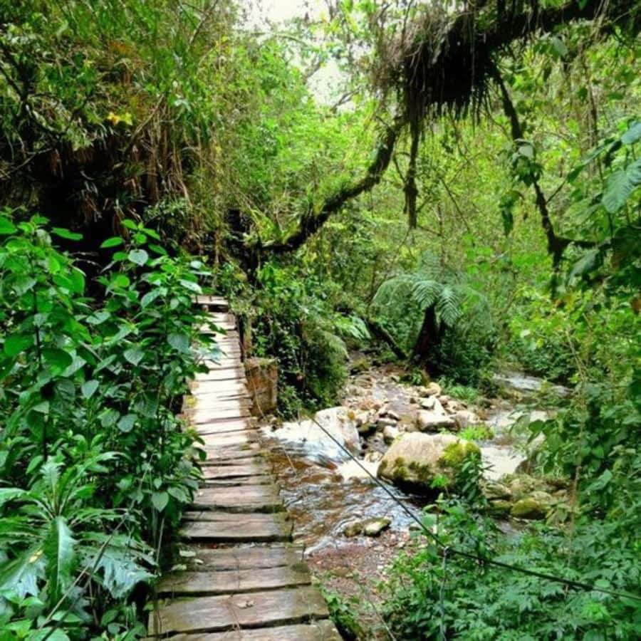 Santa Rita Waterfall and Salento Private Tour - A Short Lesson About the Coffee Triangle