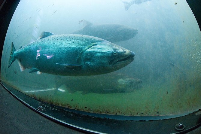 Seattle City and Snoqualmie Falls Half-Day Guided Tour - Choosing between Fishermen’s Terminal and the Ballard Locks