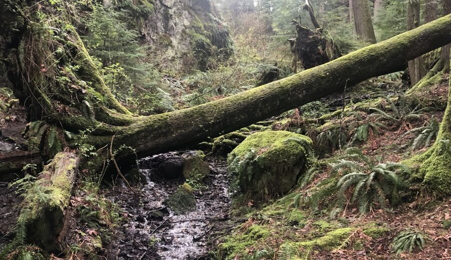 Seattle: Snoqualmie Falls and Twin Falls Guided Tour - Twin Falls: the walk that carries the day