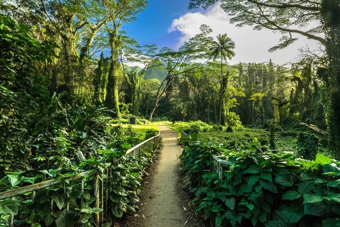 Self guided Hike Trail to Nature Walk & Waterfall - The Manoa Falls trail: beautiful, damp, and changeable