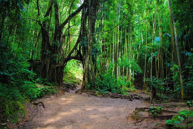 Self guided Hike Trail to Nature Walk & Waterfall - Puʻu ʻUalakaʻi State Park and the promised Honolulu view