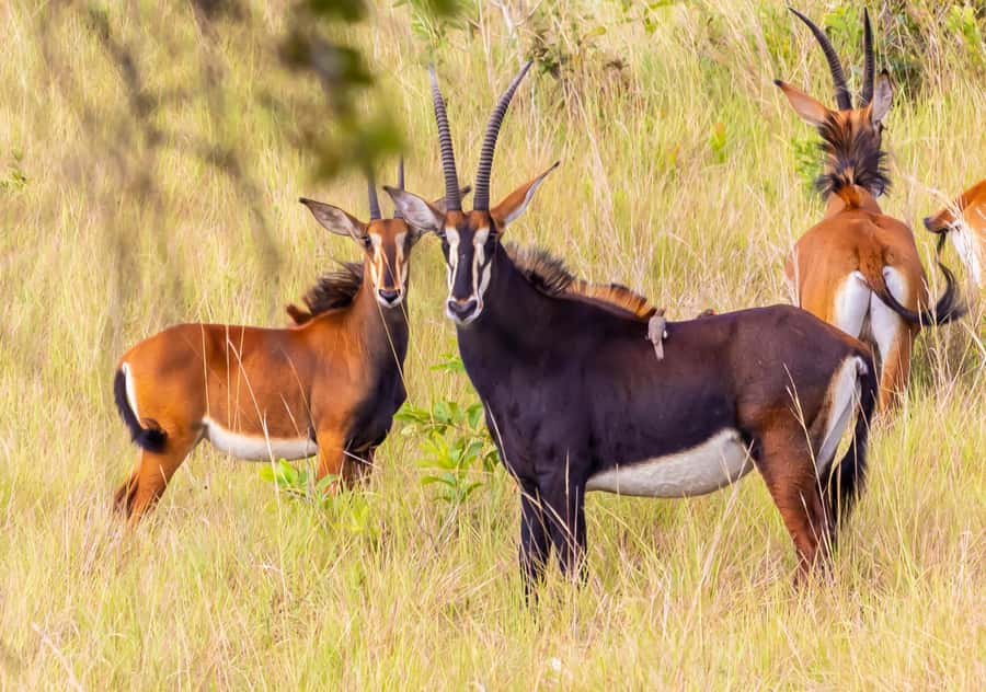 Shimba Hills Day Safari & Sheldrick Falls Hike Private Tour - What to expect inside Shimba Hills National Reserve