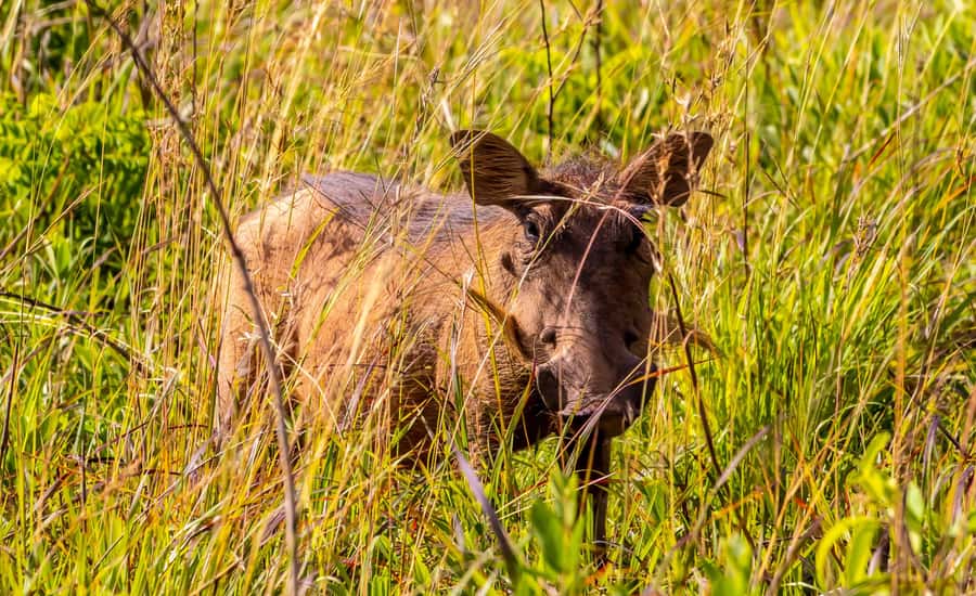 Shimba Hills Day Safari & Sheldrick Falls Hike Private Tour - Who will enjoy this tour most?
