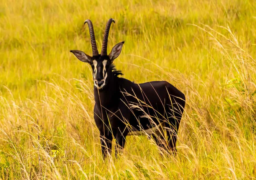 Shimba Hills Day Safari & Sheldrick Falls Hike Private Tour - Booking, cancellation, and timing tips