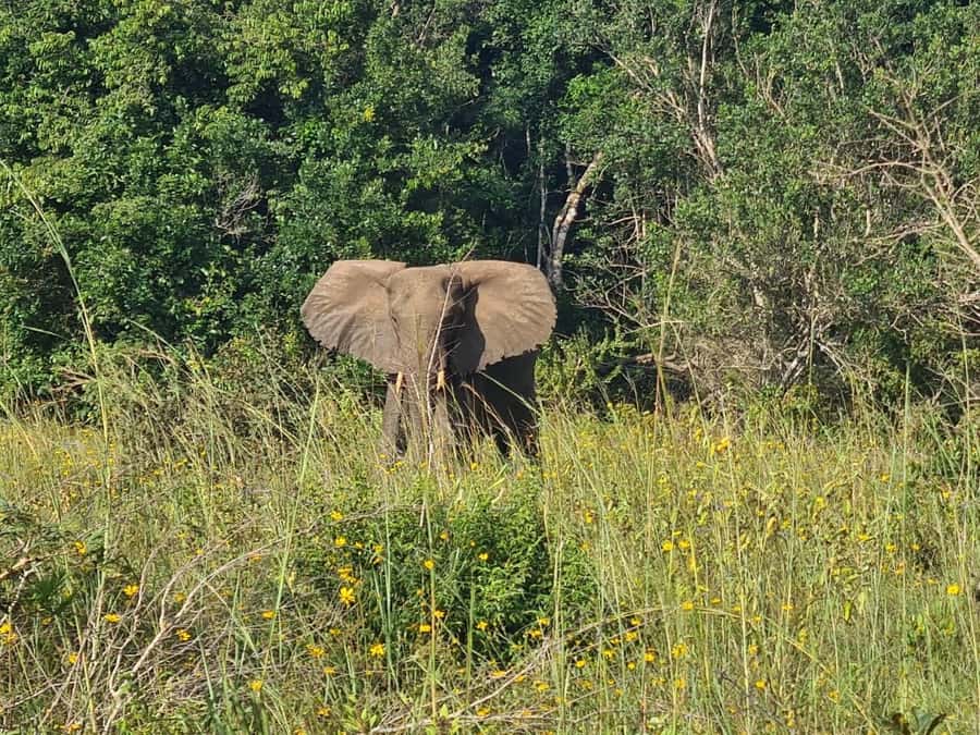 Shimba Hills: Game Drive, Waterfall Hike, and Lunch - Key things to know before you go