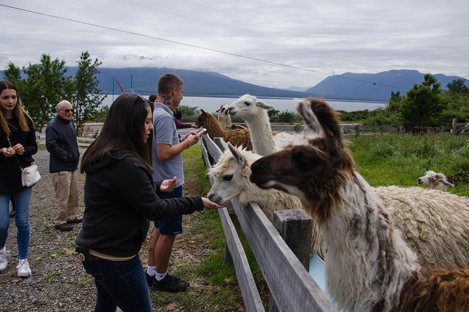 Shore Excursion: Petrohue Waterfalls, Frutillar & Puerto Varas - The food and drink add real value