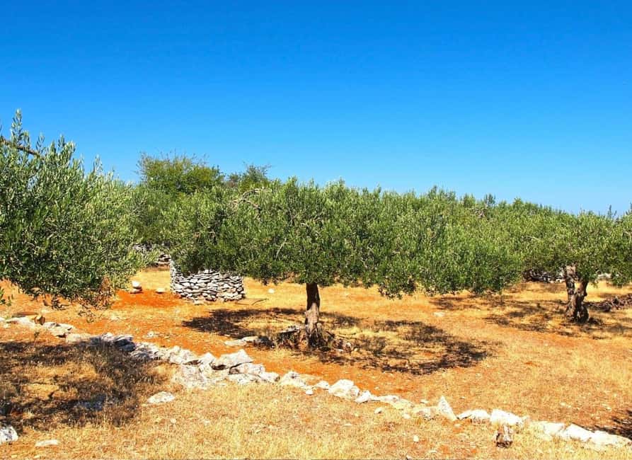 Šibenik or Zadar: Krka falls, olive mill, oil & wine tasting - Dalmatian food, Croatian wine, and the optional €20 lunch