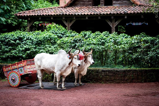 Skip the Line:Day Ticket-La Paz Waterfall Gardens Nature Park & Wildlife Refuge - A self-guided format keeps the day relaxed