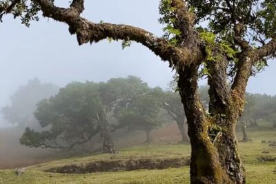 Small Group West Tour Waterfalls & Fanal Forest Tour