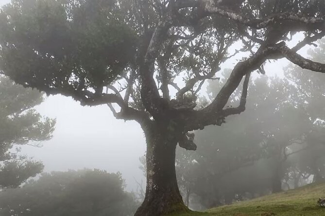 Small Group West Tour Waterfalls & Fanal Forest Tour - Porto Moniz gives you the day’s longest break