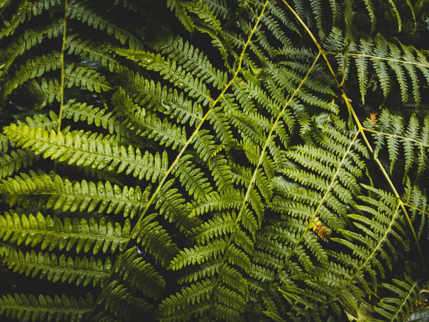 Snoqualmie, Twin Falls & Ancient Forest (Transport Included) - Why this half-day outing works well from Seattle