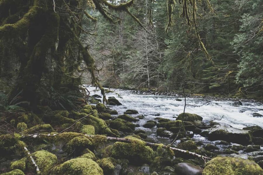 Snoqualmie, Twin Falls & Ancient Forest (Transport Included) - Booking details worth knowing