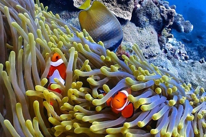 Snorkeling At Blue lagoon And Hidden waterfall - What the $54 price includes