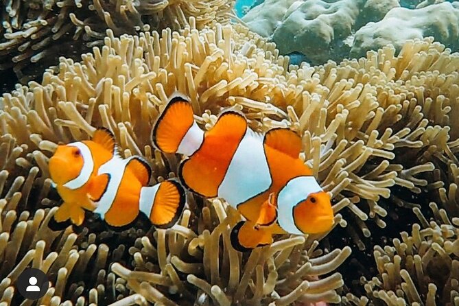 Snorkeling At Blue lagoon And Hidden waterfall - Who should choose this experience?