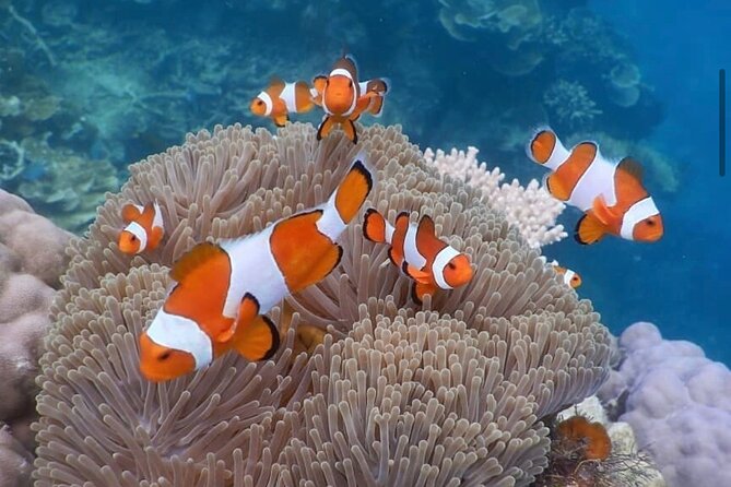 Snorkeling At Blue lagoon And Hidden waterfall - Booking, cancellation, and practical details