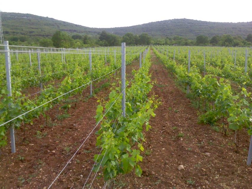 Split or Trogir: Krka Waterfalls & Wine and Food tasting - Šibenik gives the day a human scale