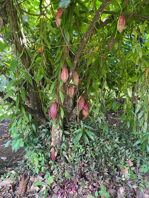 St. George's: Half-day spice and waterfall tour - Key details before you book