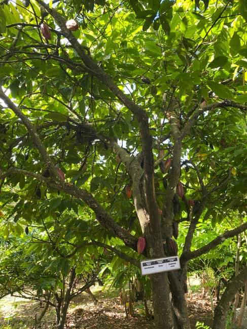 St. George's: Half-day spice and waterfall tour - Annandale Waterfall and the mountain pool