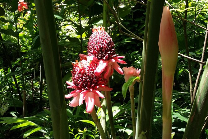 St Lucia Diamond Mineral and Mud Baths Plus Waterfall Adventure - Creole lunch gives the day a local pause