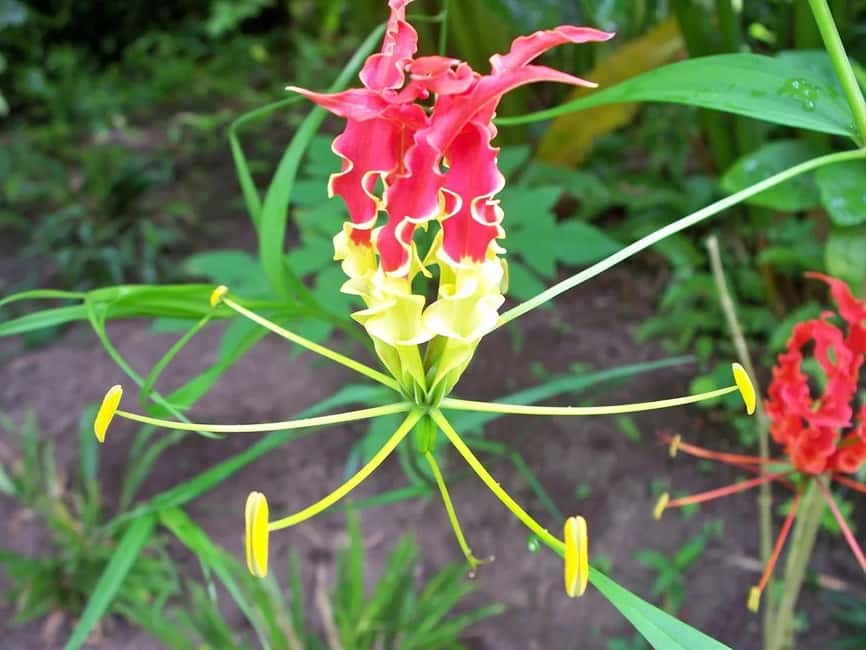 St. Lucia: Drive-in Volcano, Waterfall and Garden Day Trip - Sulphur Springs and the choice of a mud bath