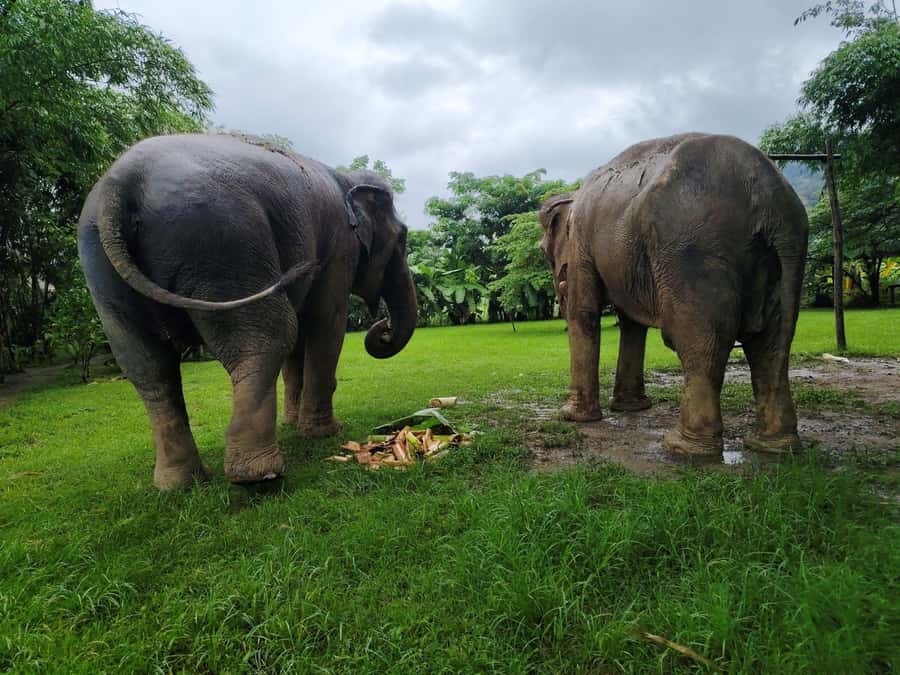 Sticky waterfalls- Elephants- Bamboo or White water rafting. - Why this Chiang Mai combination works