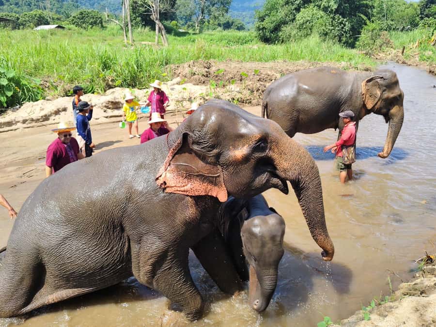 Sticky waterfalls- Elephants- Bamboo or White water rafting. - Lunch, photos, and the value of a guide