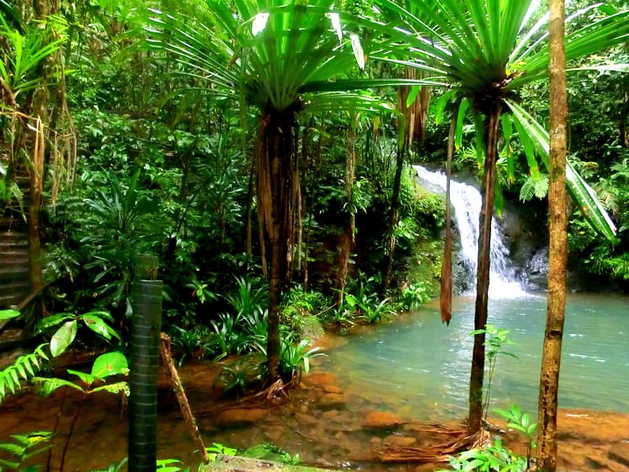 Suva: Fijian Nature and Waterfall Tour - A close look at Fiji’s forest life
