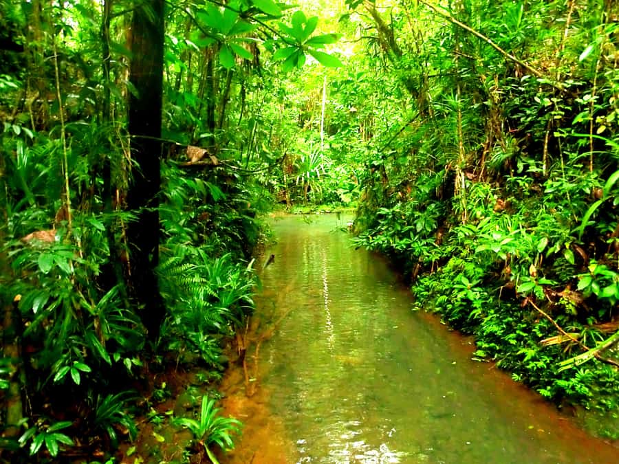 Suva: Fijian Nature and Waterfall Tour - Weather, landslides, and a useful backup plan