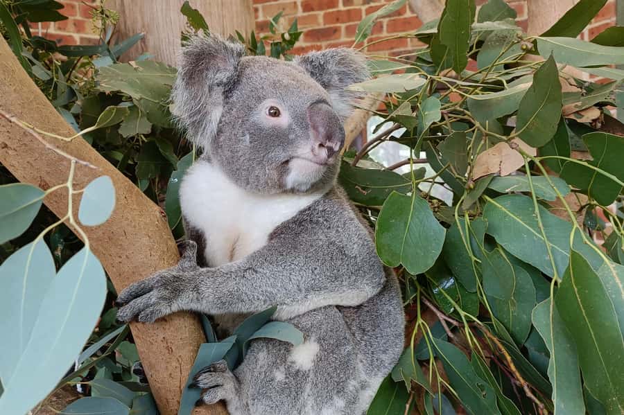 Sydney: Blue Mountains Late Start, Walks Waterfalls & Koalas - Pickup details you should get right