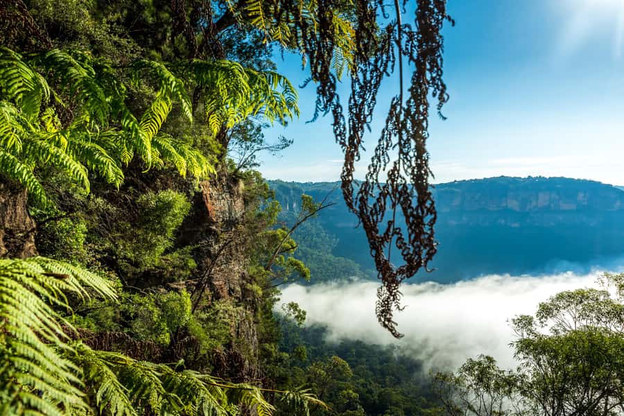 Sydney: Blue Mountains Late Start, Walks Waterfalls & Koalas - What the Three Sisters look like late in the day