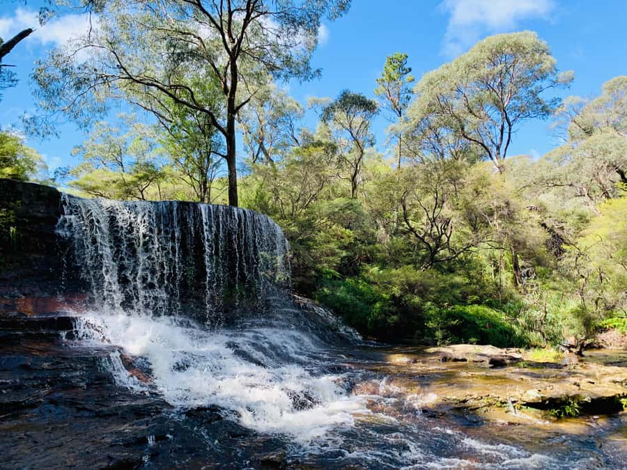 Sydney: Luxury Blue Mountains Adventure with Wentworth Falls - Featherdale Wildlife Park before the crowds