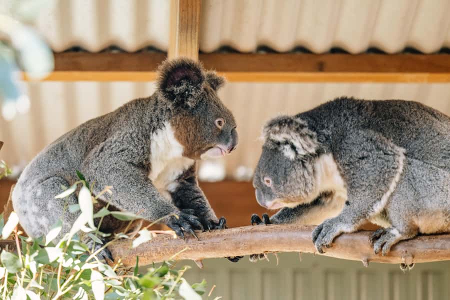 Sydney: Small Group Blue Mountains, Wildlife & Waterfalls - Key points at a glance