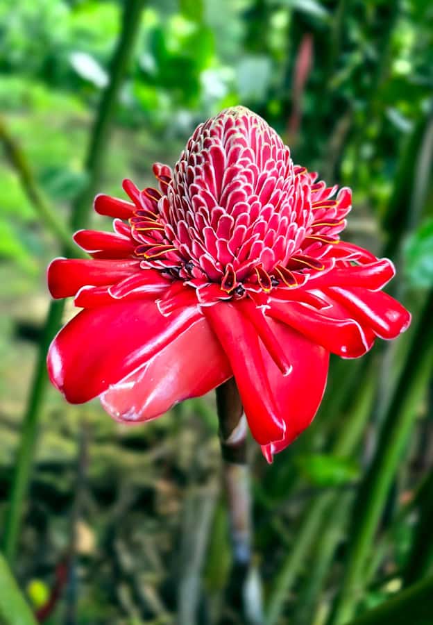 Tahiti Half Day Small Group Circle Tour - Waterfalls & Caves - Why this half-day tour works well on Tahiti