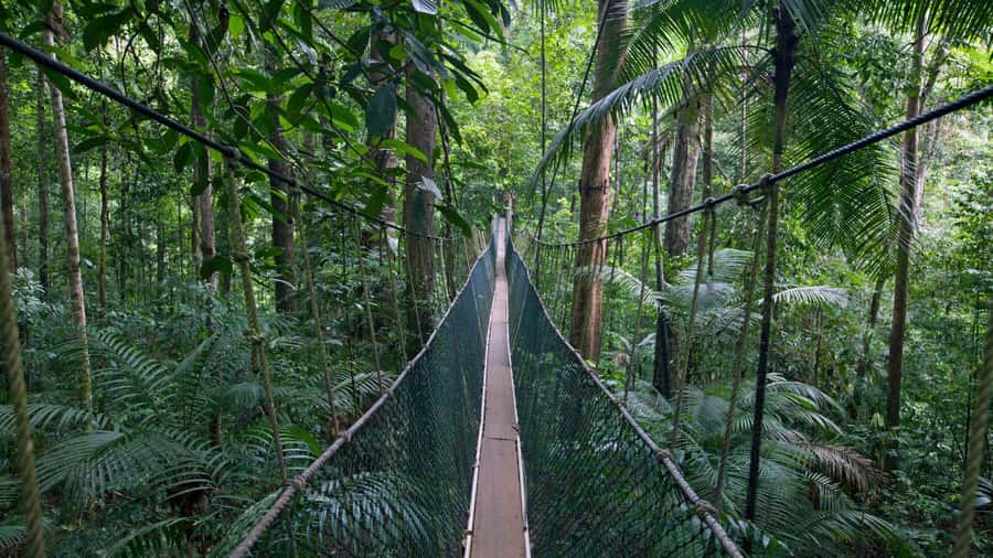 Taman Negara Rainforest Tour with Lata Berkoh Falls - Key points to know before booking