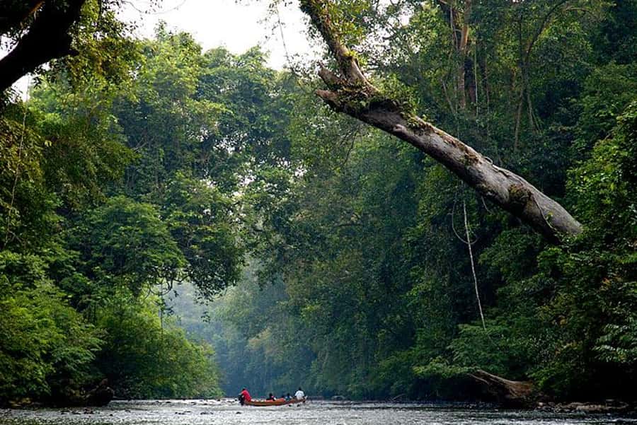 Taman Negara Rainforest Tour with Lata Berkoh Falls - Who should book this experience?